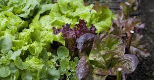 Mixed Lettuce Lactuca sativa for planting in salad garden